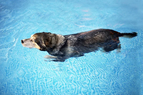 An old mix breed dog is swimming in the clear water of a backyard swimming pool for exercise and rehabilitation therapy after and ACL tear Knee injury.