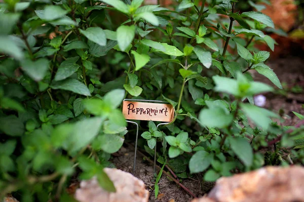 Nane Diyor Bir Bakır Bahçe Etiket Kazık Bitki Bitkiler Tarafından — Stok fotoğraf
