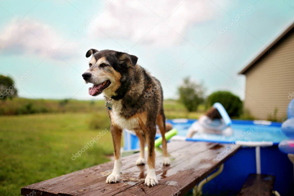 A wet pet dog is standing on a picnic table in his backyard pool as his family plays in the swimming pool on a summer day.