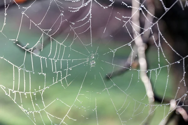 Orb Spider Web Covered Dew Drops Early Foggy Spring Morning — Stock Photo, Image