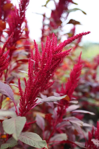 Kırmızı Garnet Amaranth Yenilebilir Bitki Spikey Parlak Pembe Çiçekli Tohum — Stok fotoğraf