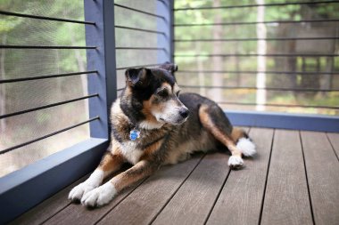 Güzel bir Alman çoban karıştırmak doğurmak köpek aile onun kabin ön sundurma içinde döşenmesi sırasında nöbet tutuyor.