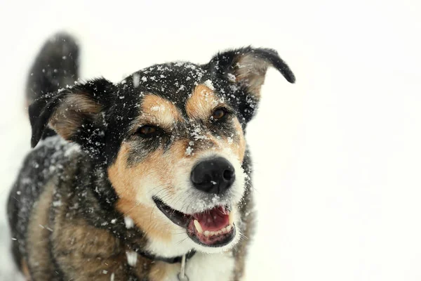 彼は冬の日に雪の中で外で遊んでいると幸せなドイツの羊飼いミックス品種の犬は カメラを見ている — ストック写真