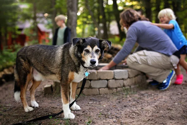 Ein Geretteter Familienhund Steht Daneben Als Ein Mann Und Seine — Stockfoto