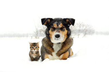 Şirin bir Alman çoban Husky Mix doğurmak köpek ve küçük gri shorthaired tekir kedi bir portre kedicik burnunda kar ile kameraya bakarak ve metin, boşaltmak için yer ile karlı beyaz zemin döşeme.