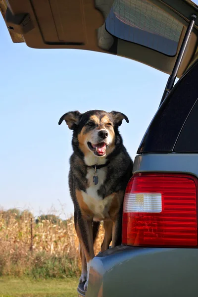 Cão Feliz Está Parte Trás Seu Carro Família Esperando Para — Fotografia de Stock