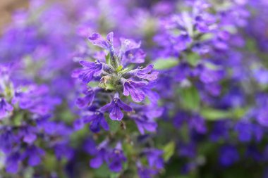 Makro Closeup Üzerinde Mor Ajuga 