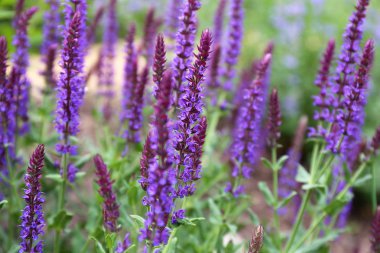 Bahçe Mor Mayıs Gece Salvia Meadow Adaçayı Çiçekler dolu