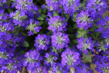  Closeup üzerinde Mor Ajuga 