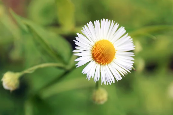 Primer plano de la diminuta flor blanca del himno de Maurgarita dorada — Foto de Stock