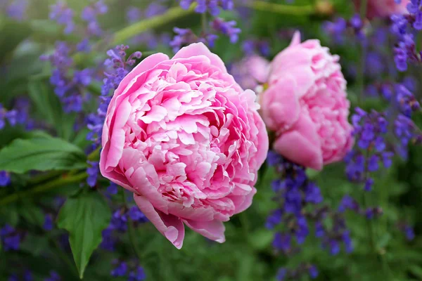 Ogromny jasny różowy kwitnie Sarah Bernhardt Peony Flower i purpl — Zdjęcie stockowe