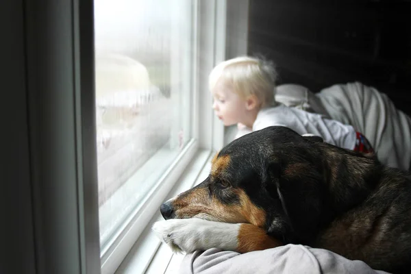 Cão de estimação e pequeno bebê olhando sonhadoramente para fora da janela em um D chuvoso — Fotografia de Stock
