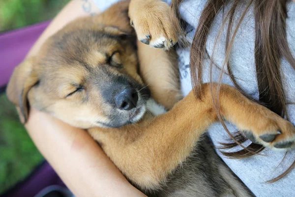 Yeni Uyuyan Karışık Yavru Köpek Kollarında — Stok fotoğraf