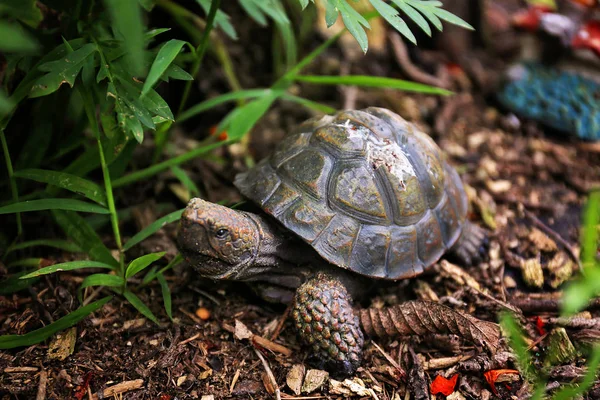 Decorative Turtle Statue Hiding in the Plants in the Garden — Stock Photo, Image