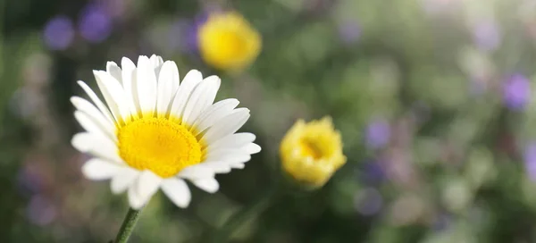 Komet White Marguerite Daisy Nahaufnahme Mit Lila Katzenminzblüten Hintergrund — Stockfoto