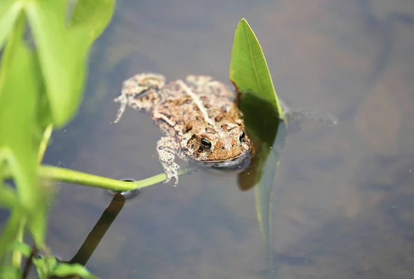 American Toad Floating Water Plant Leaf Manmade Backyard Pond — Stock Photo, Image