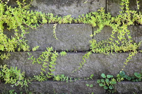 A stacked stone garden retaining wall background with yellowish green vines growing in the cracks.