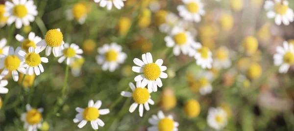 Eine Nahaufnahme Auf Dem Weiß Gelben Gänseblümchen Wie Die Blüten — Stockfoto