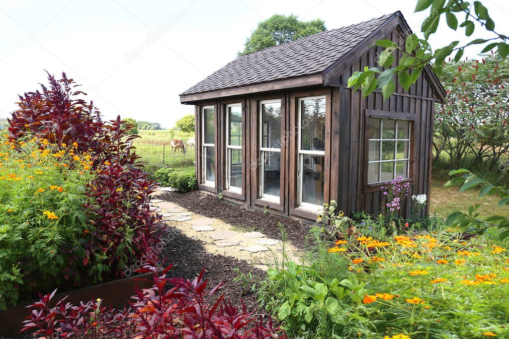 An old wooden garden shed is next to a horse pasture in a lush summer cottage garden in the country, surrounded by Red Garnet Amaranth Plants and Cosmo flowers.