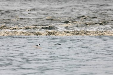 castway martılar frosts içinde