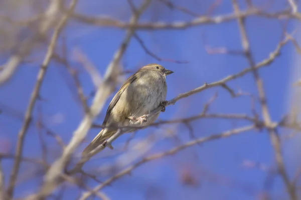 Moineau Domestique Sur Branche — Photo