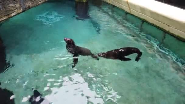 Seelöwen Schwimmen Pool — Stockvideo