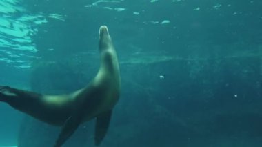 Deniz Aslanı, Ocean parkta akvaryumda sualtı oynarken yüzme. Hong Kong