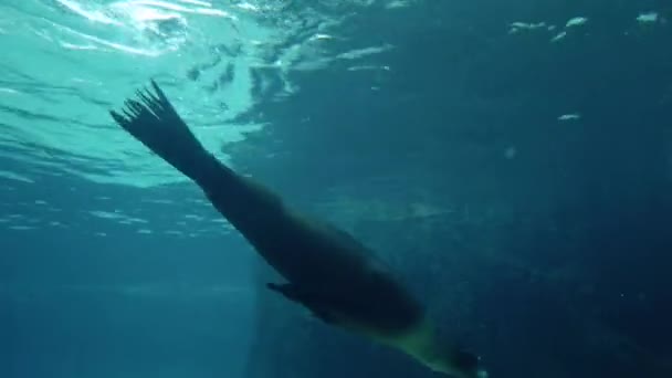 Seelöwen Schwimmen Unter Wasser Aquarium Hong Kong — Stockvideo