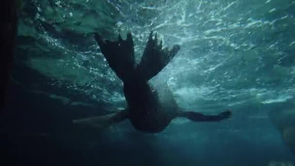 Seelöwe Schwimmt Spielt Unterwasser Aquarium Ocean Park Hong Kong — Stockvideo