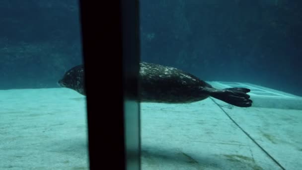 Seelöwe Schwimmt Unter Wasser Aquarium Ocean Park — Stockvideo