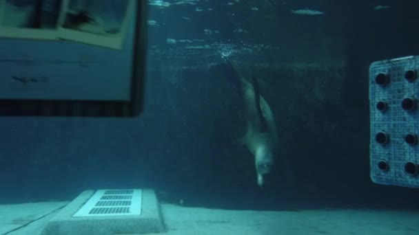 Lion Mer Nageant Sous Eau Dans Aquarium Ocean Park Hong — Video