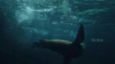 Deniz Aslanı Okyanus parkında akvaryumda sualtı yüzme. Hong Kong