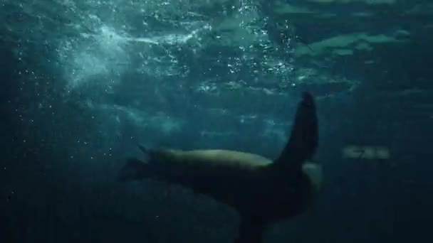 León Marino Nadando Bajo Agua Acuario Ocean Park Hong Kong — Vídeos de Stock