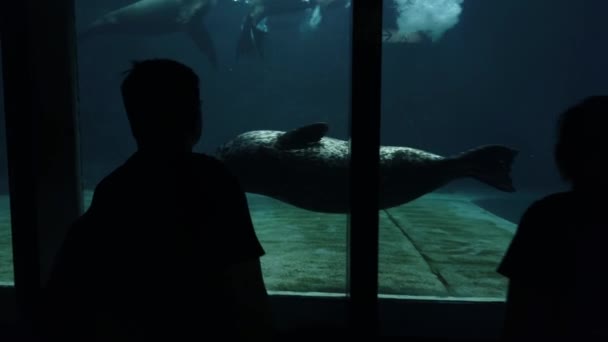 Zeeleeuwen Zwemmen Onderwater Aquarium Mensen Buiten Ocean Park — Stockvideo