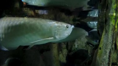 Arawana balığı. Osteoglossum bisirozum halka açık bir akvaryumda