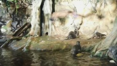 Asya pençesiz su samurları. Kamu akvaryum