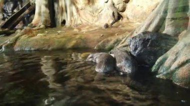 Asya pençesiz su samurları oynuyor. Yakından kapatın. Kamu akvaryum