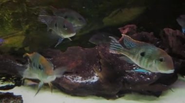 Bir akvaryumda Geophagus tapajos