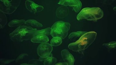 Yeşil Ay denizanası. Aurelia aurita halka açık bir akvaryumda