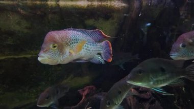 Geophagus tapajos halka açık bir akvaryumda