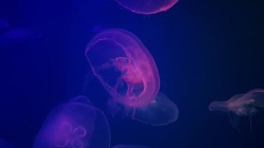 Mor büyük ay denizanası. Aurelia aurita halka açık bir akvaryumda
