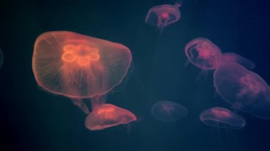 Ay denizanaları. Aurelia aurita halka açık bir akvaryumda