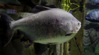 Büyük Piranha pacu. Cachama mı? Bir kamu akvaryumda Colossoma makropomum