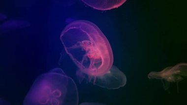 Ay denizanası. Aurelia aurita
