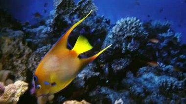 Holacanthus ciliaris. Kraliçe melek balığı ve Chaetodon xanthocephalus. Kamu akvaryumda Yellowhead kelebek balık