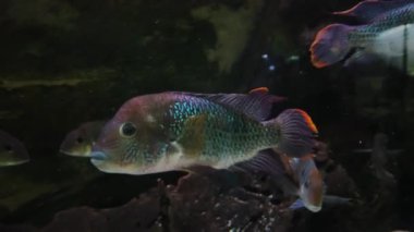 Geophagus tapajos halka açık bir akvaryumda. Yakın çekim