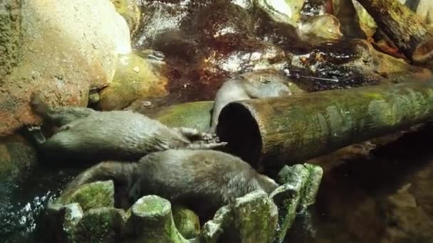 Nutrias Asiáticas Sin Garras Las Nutrias Con Garras Pequeñas Juegan — Vídeos de Stock