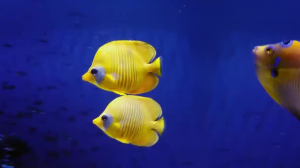 Blå Kind Fjärilsfisk Ett Akvarium Gul Fisk Blå Bakgrund — Stockvideo
