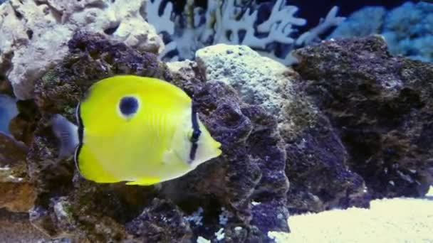 水族馆的黄头蝴蝶鱼 柴托顿 黄曲帕鲁斯 — 图库视频影像