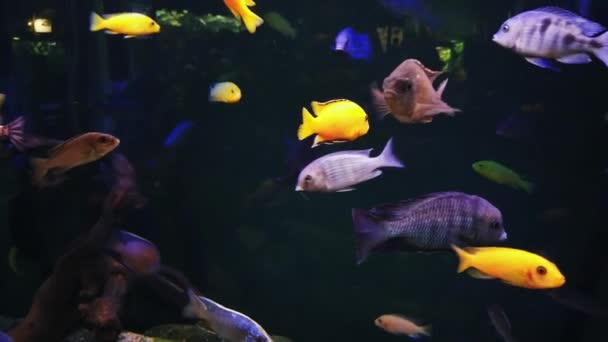 Farbenfrohe Afrikanische Buntbarsche Einem Öffentlichen Aquarium — Stockvideo